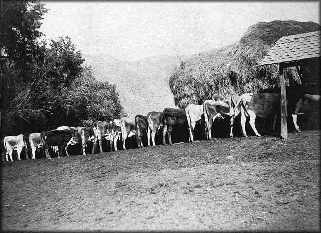 Ray Trussell's cows, circa 1900.